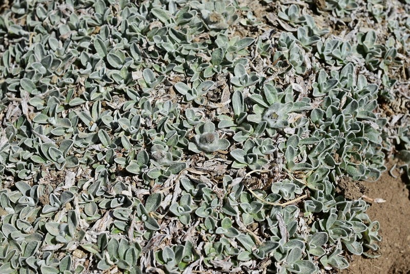 Leontopodium pusillum