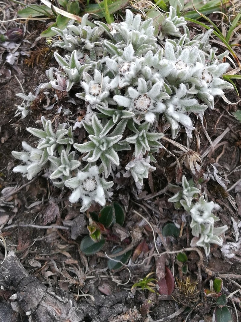 Leontopodium pusillum photo 2