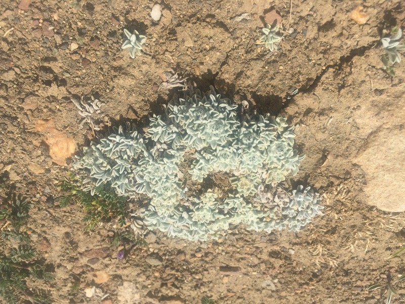 Leontopodium pusillum photo 3