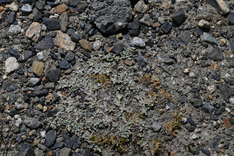 Leontopodium pusillum photo 4