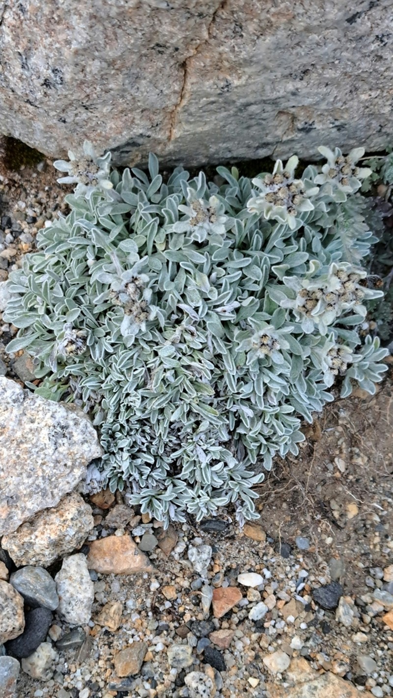 Leontopodium pusillum photo 5