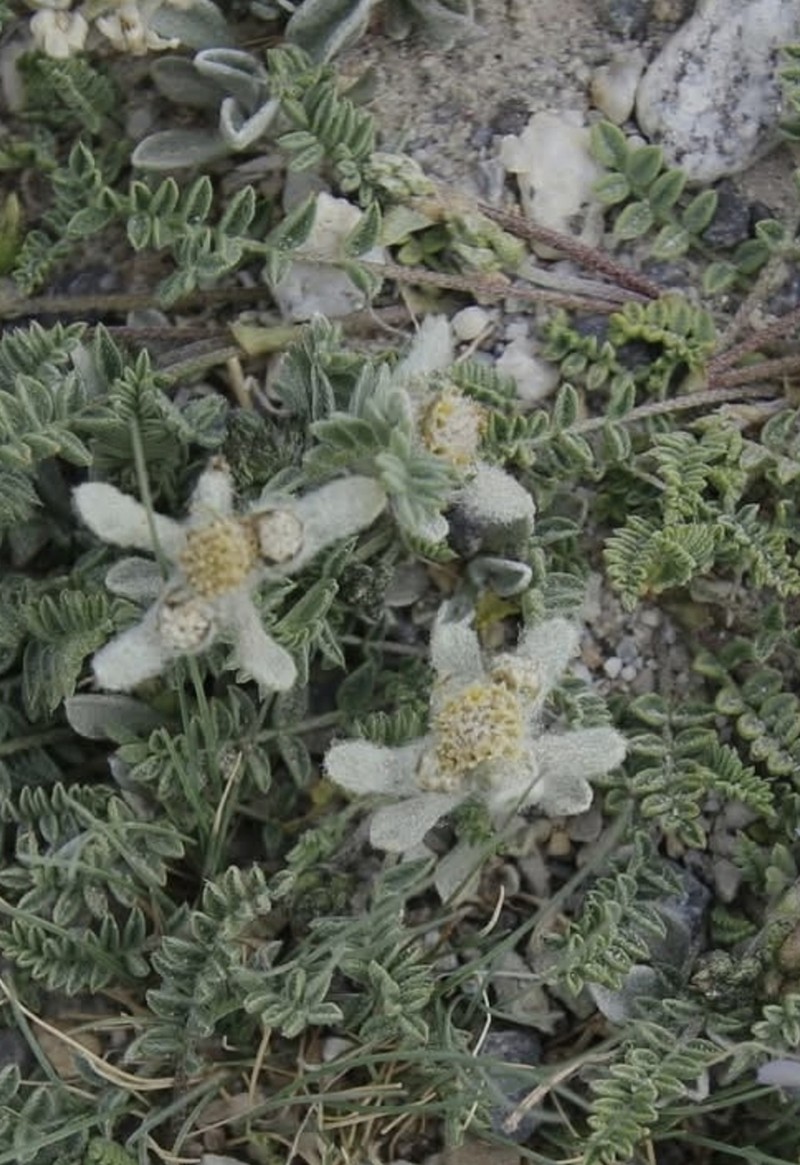 Leontopodium pusillum photo 6