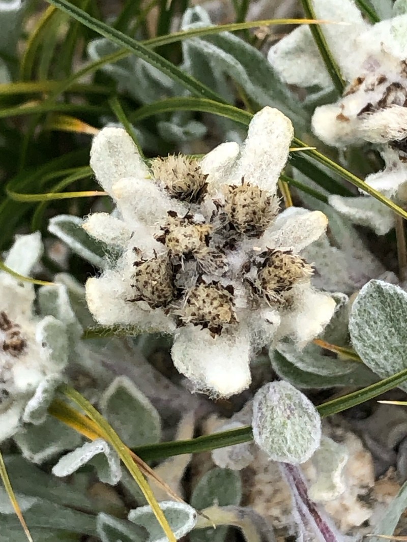 Leontopodium pusillum photo 7