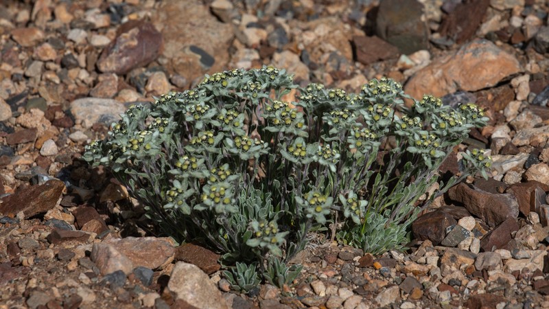 Leontopodium pusillum photo 8