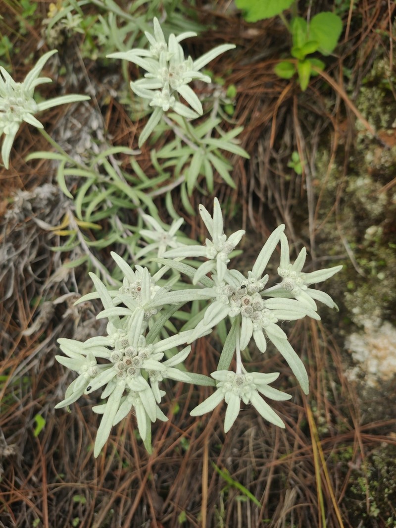 Leontopodium sinense photo 3