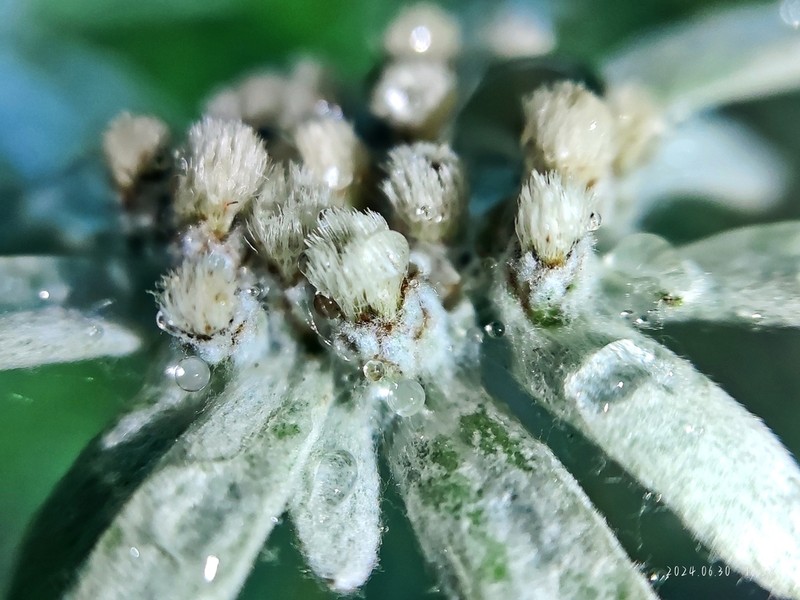 Leontopodium sinense photo 4