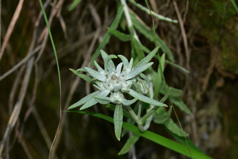 Leontopodium sinense photo 5