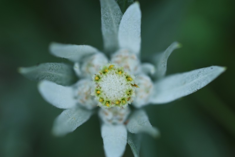 Leontopodium smithianum