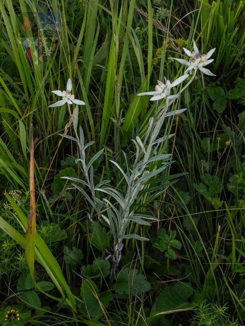 Leontopodium smithianum photo 2