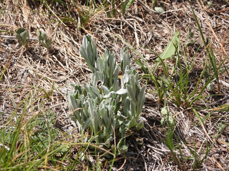 Leontopodium smithianum photo 3