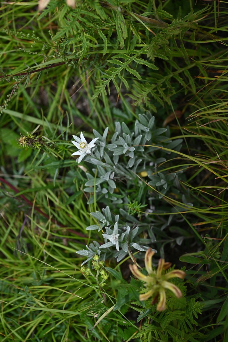Leontopodium smithianum photo 4