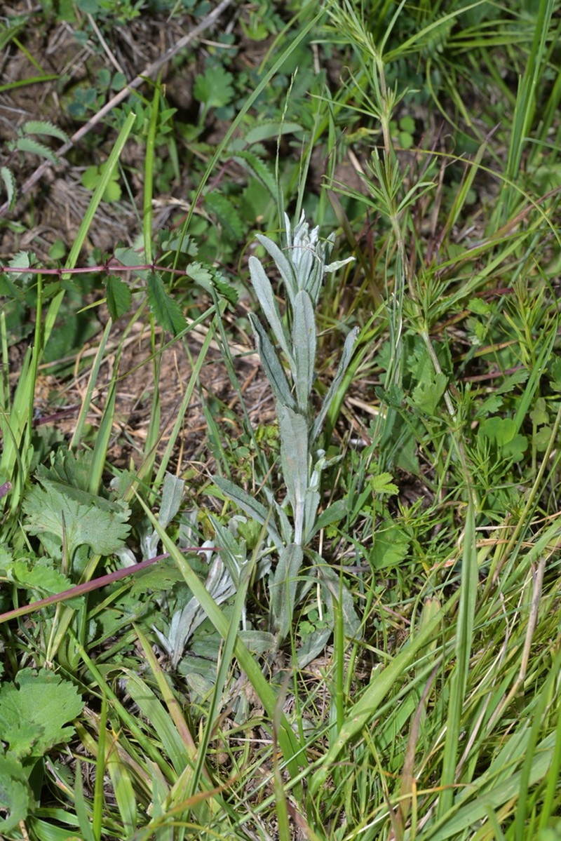 Leontopodium smithianum photo 5