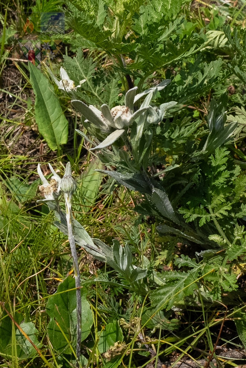 Leontopodium smithianum photo 6