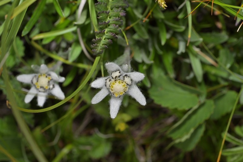 Leontopodium smithianum photo 7