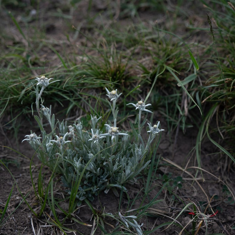 Leontopodium smithianum photo 8