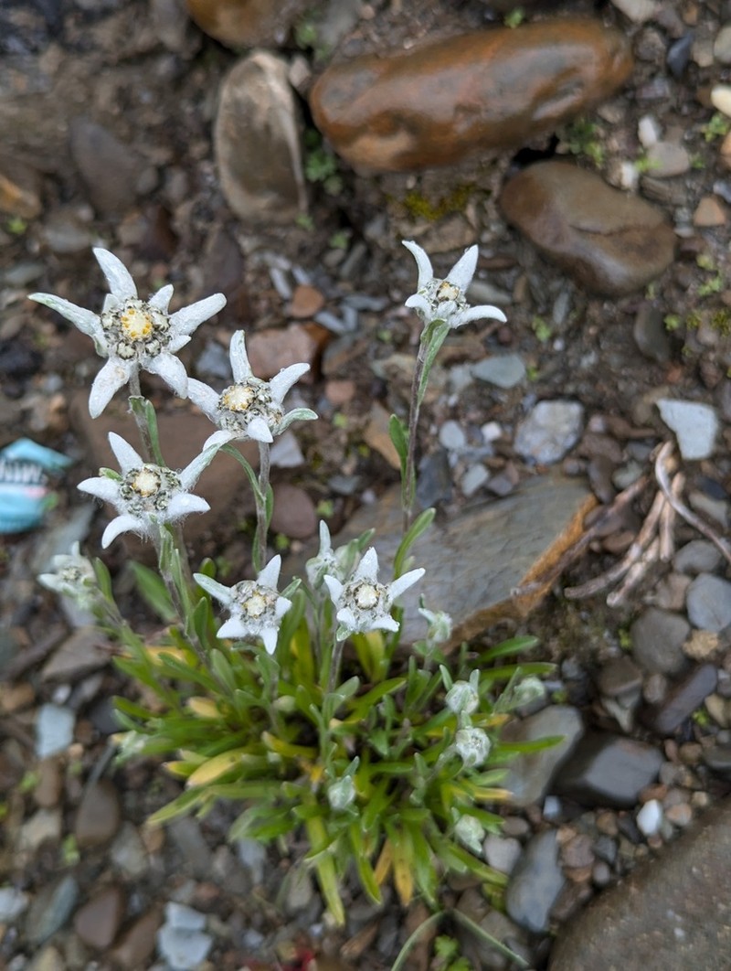 Leontopodium souliei