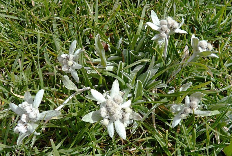Leontopodium souliei photo 3