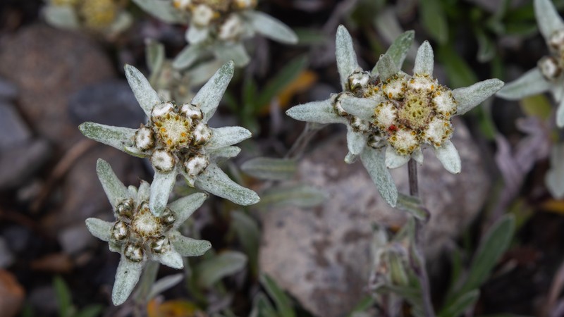 Leontopodium souliei photo 4