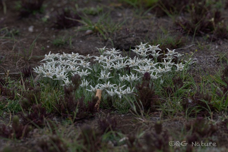 Leontopodium souliei photo 5