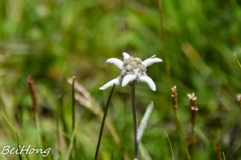 Leontopodium souliei photo 6