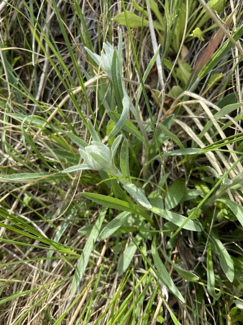 Leontopodium stellatum