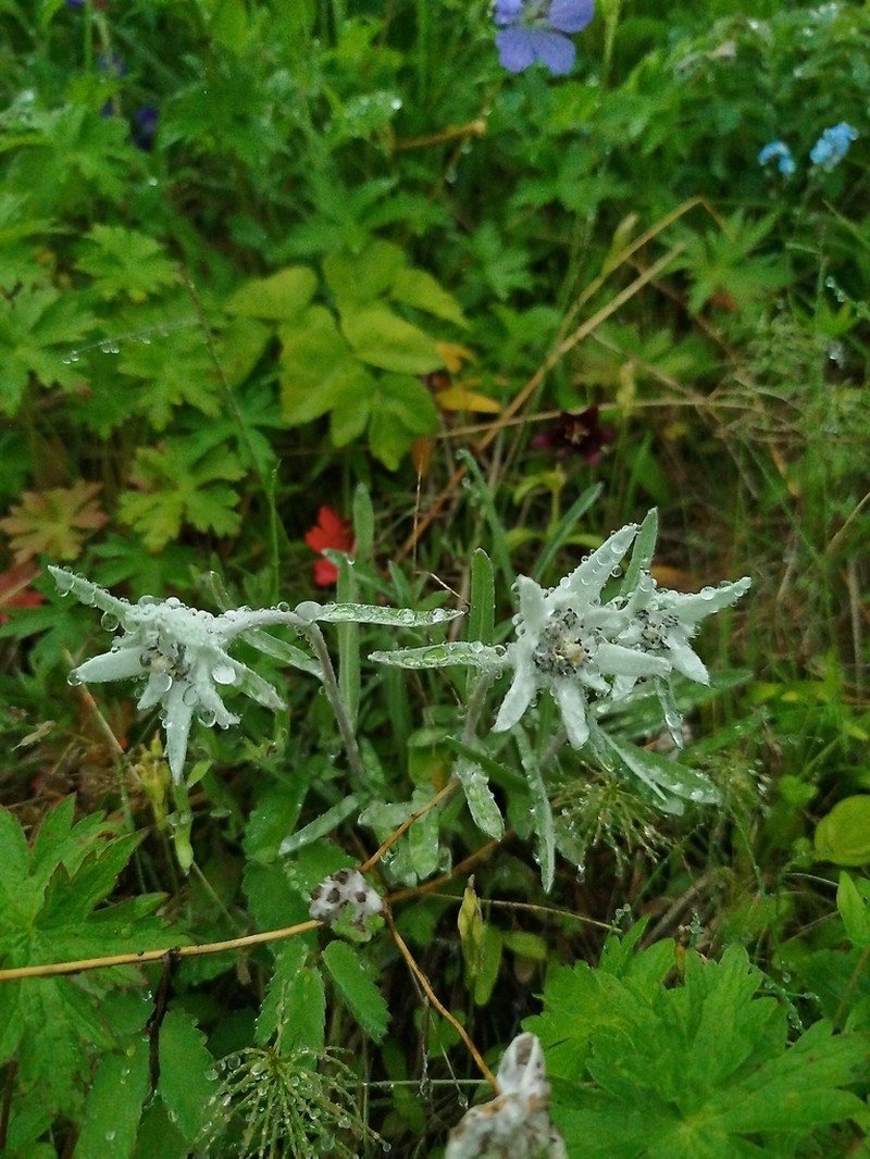 Leontopodium stellatum photo 2