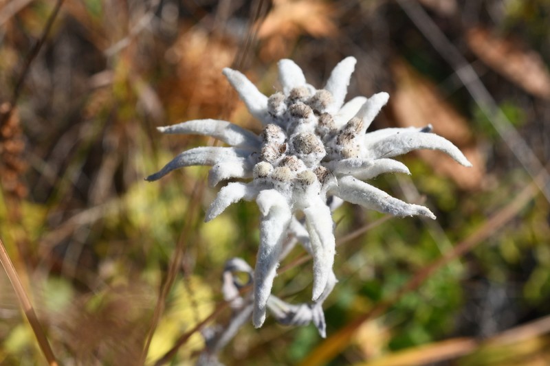 Leontopodium stellatum photo 3
