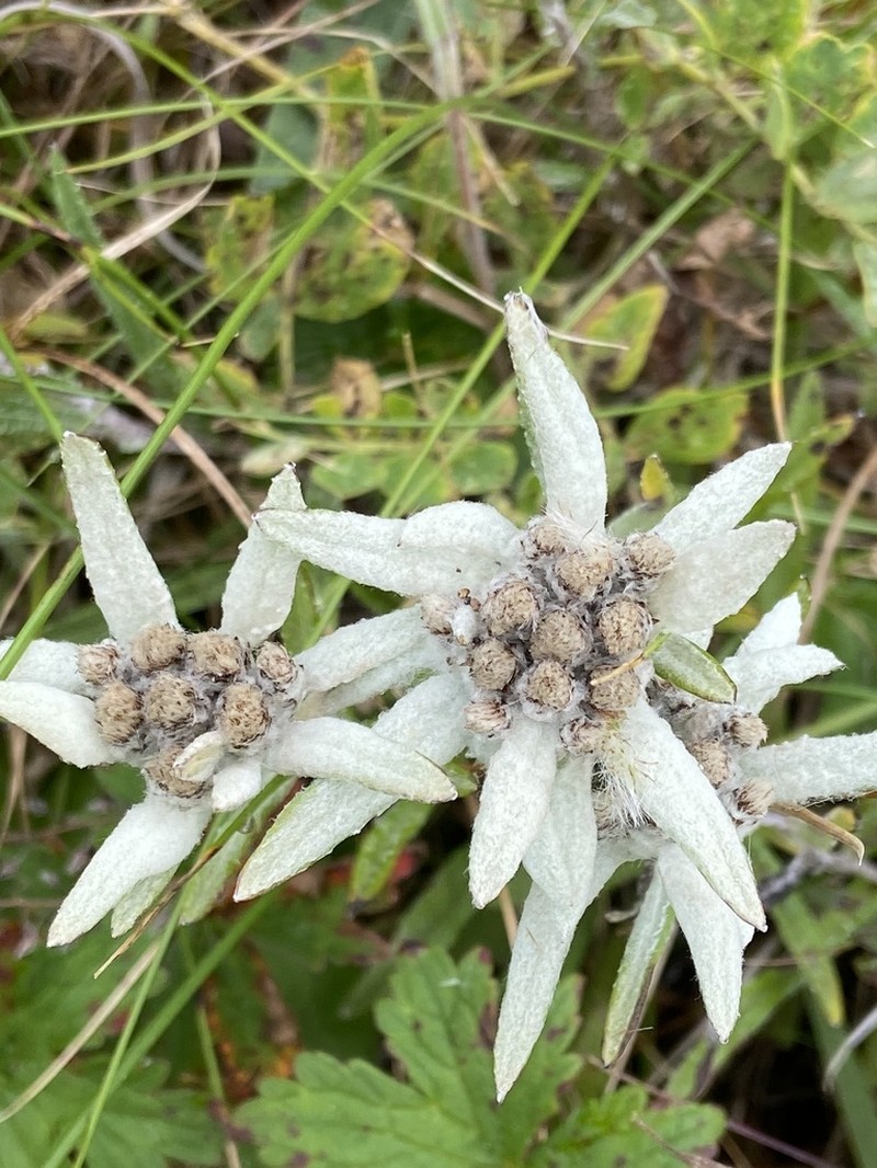 Leontopodium stellatum photo 4