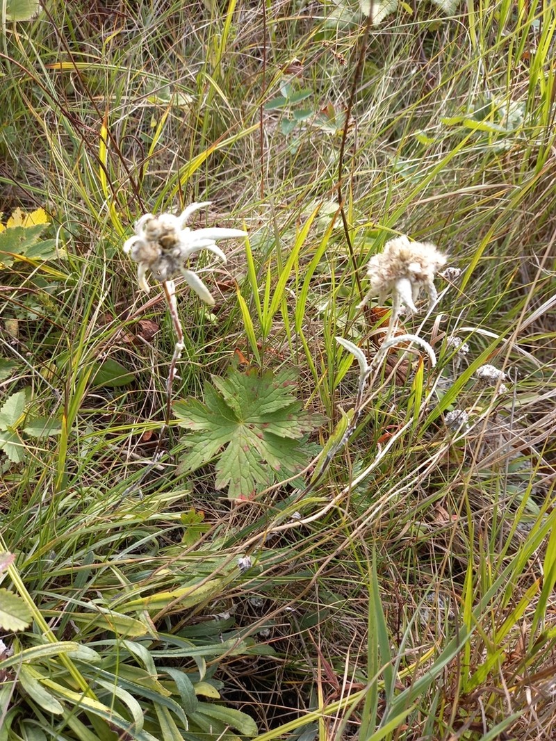Leontopodium stellatum photo 5