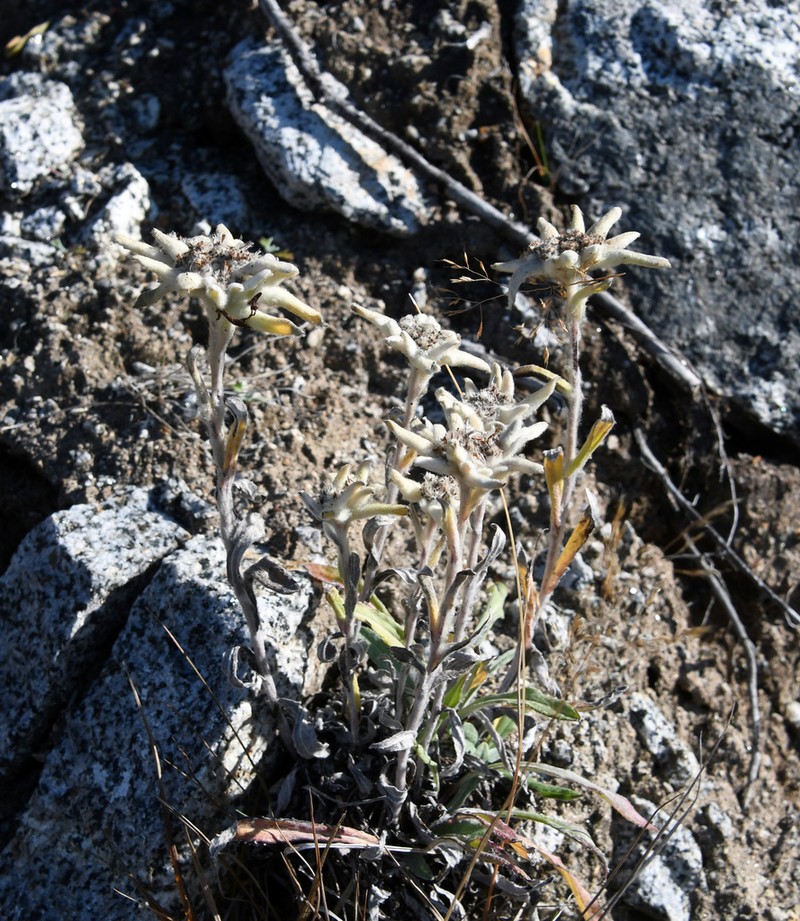 Leontopodium stellatum photo 7