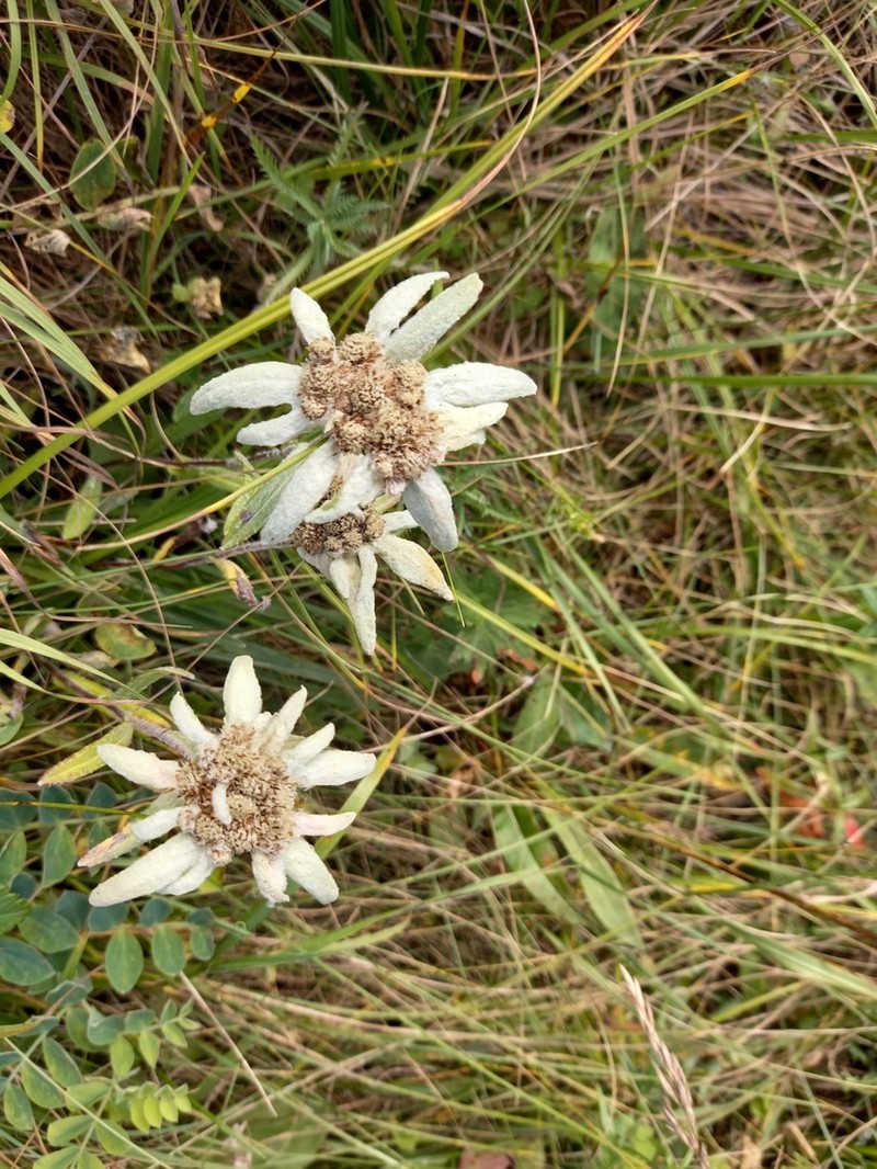 Leontopodium stellatum photo 8