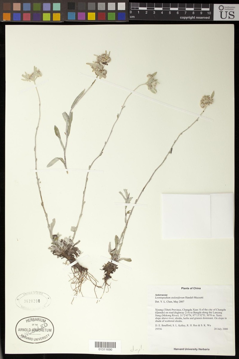 Leontopodium stoloniferum
