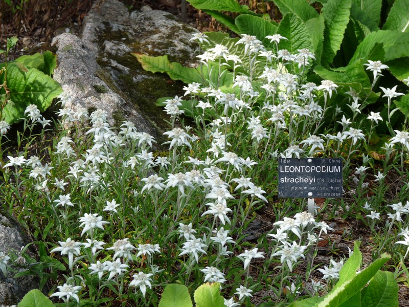 Leontopodium stracheyi