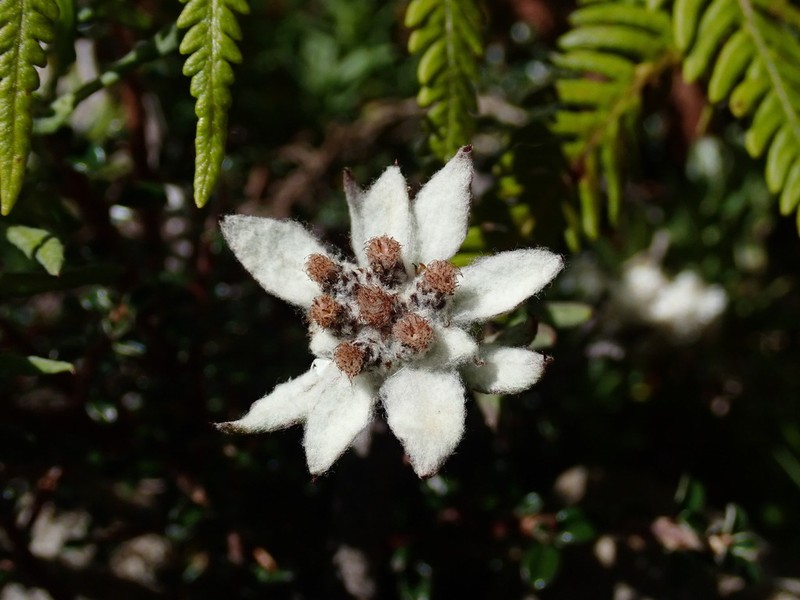 Leontopodium stracheyi photo 4