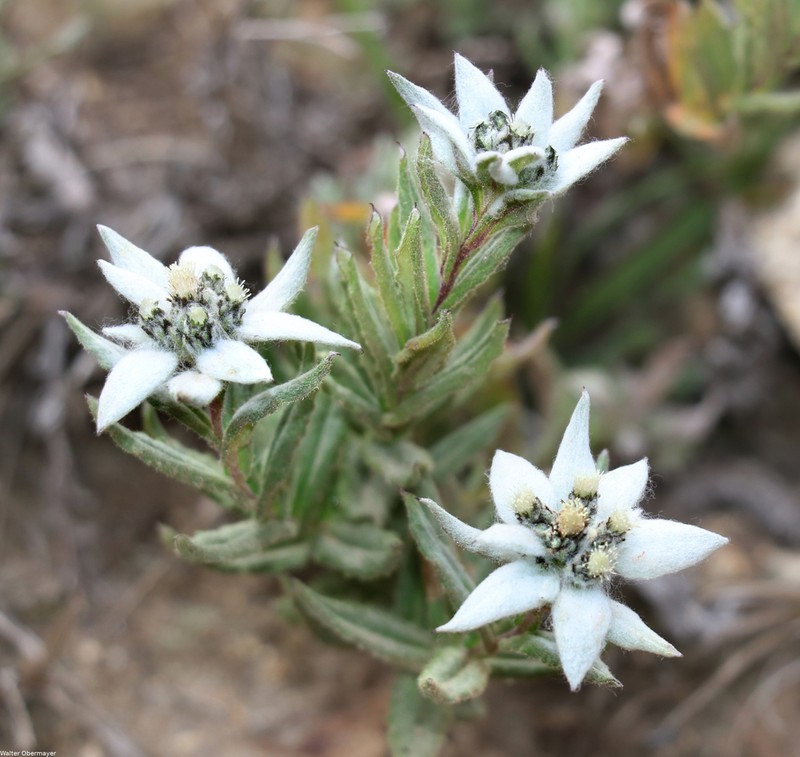 Leontopodium stracheyi photo 6