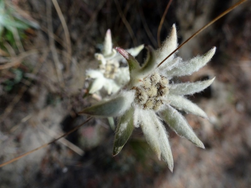 Leontopodium stracheyi photo 7