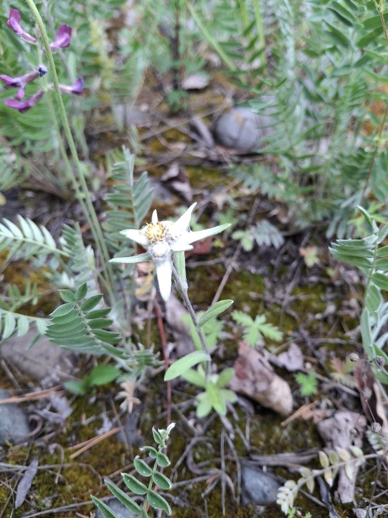 Leontopodium villosulum