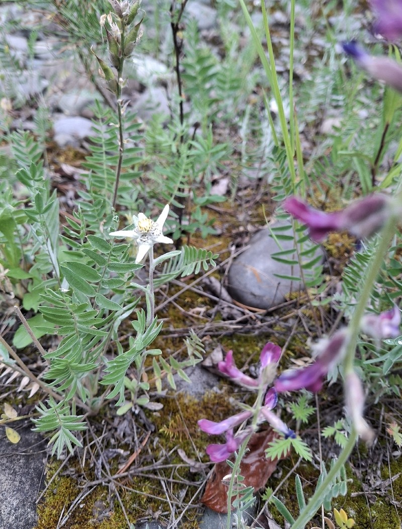 Leontopodium villosulum photo 2