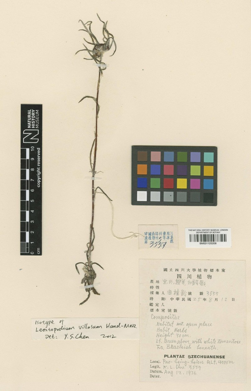 Leontopodium villosum