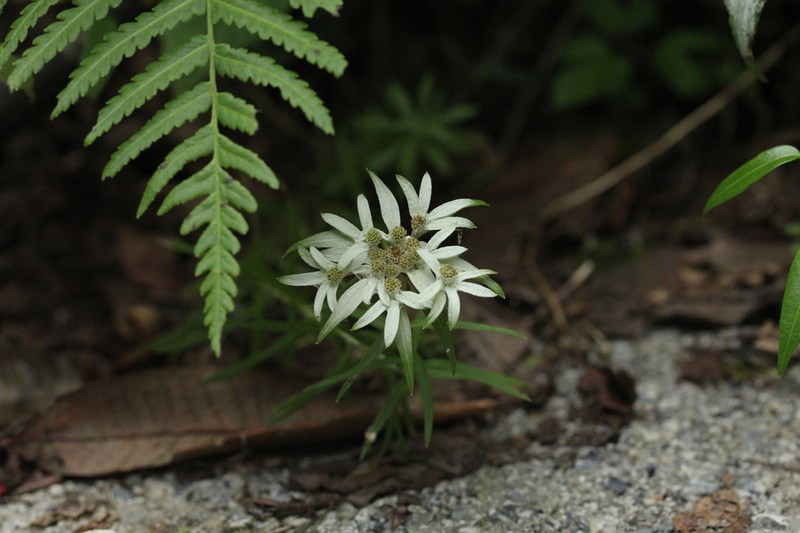 Leontopodium wilsonii