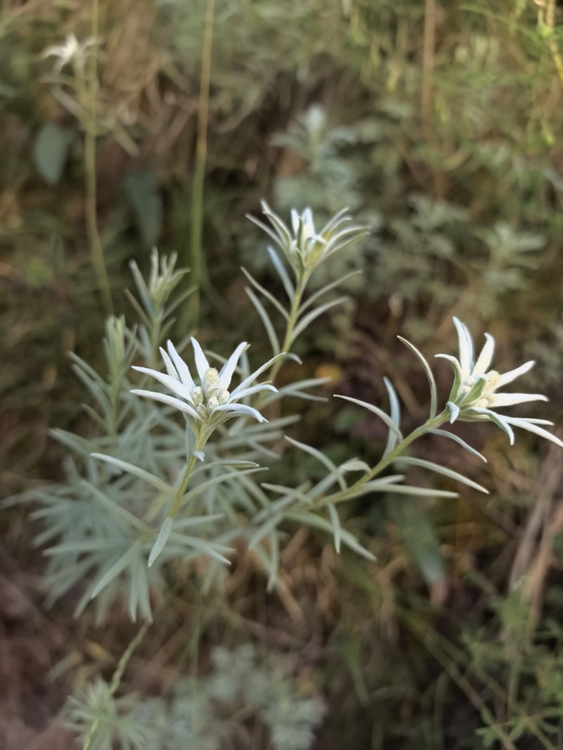 Leontopodium wilsonii photo 2