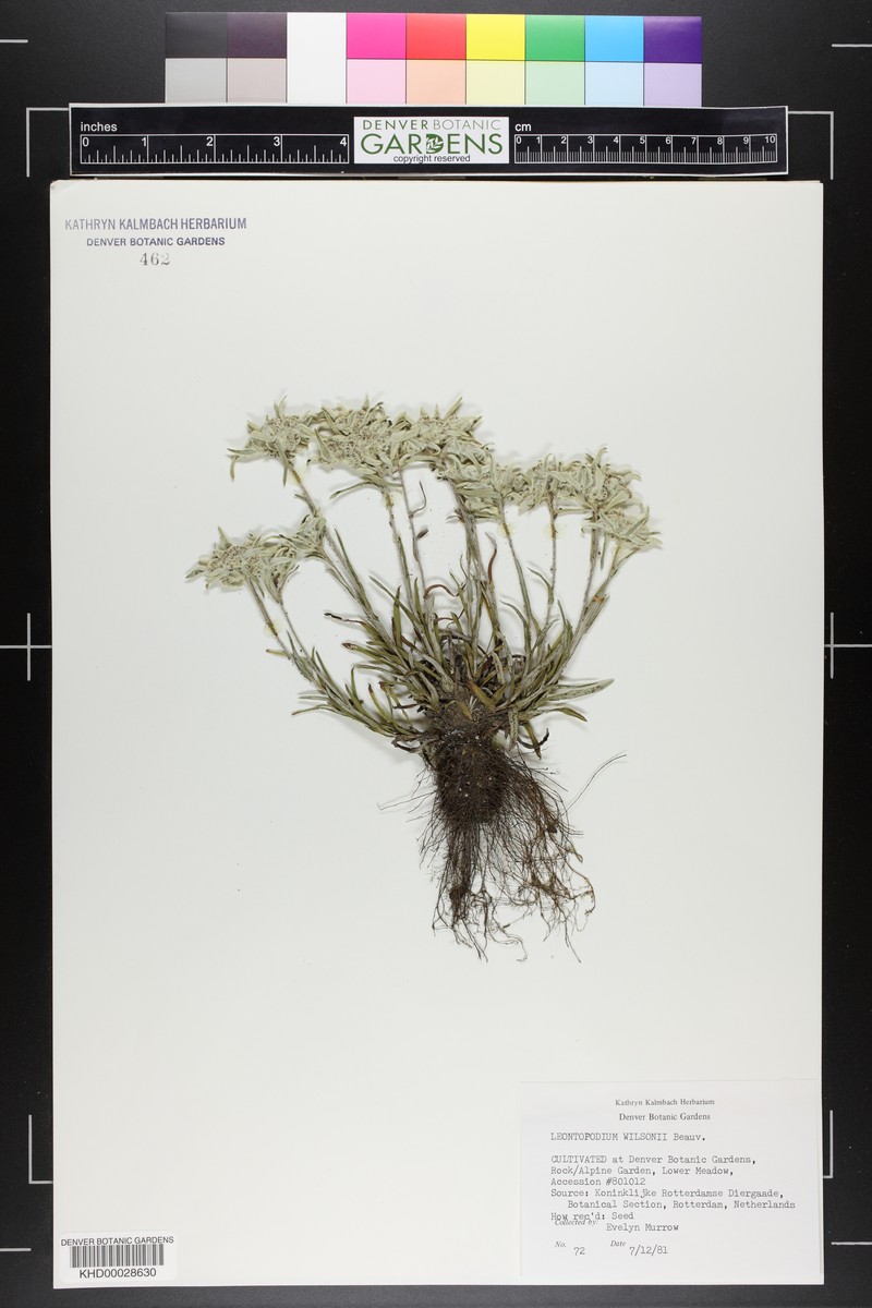 Leontopodium wilsonii photo 3