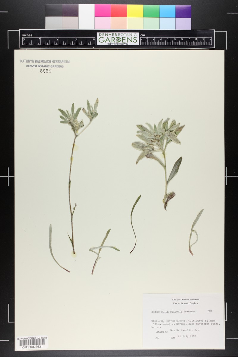 Leontopodium wilsonii photo 4