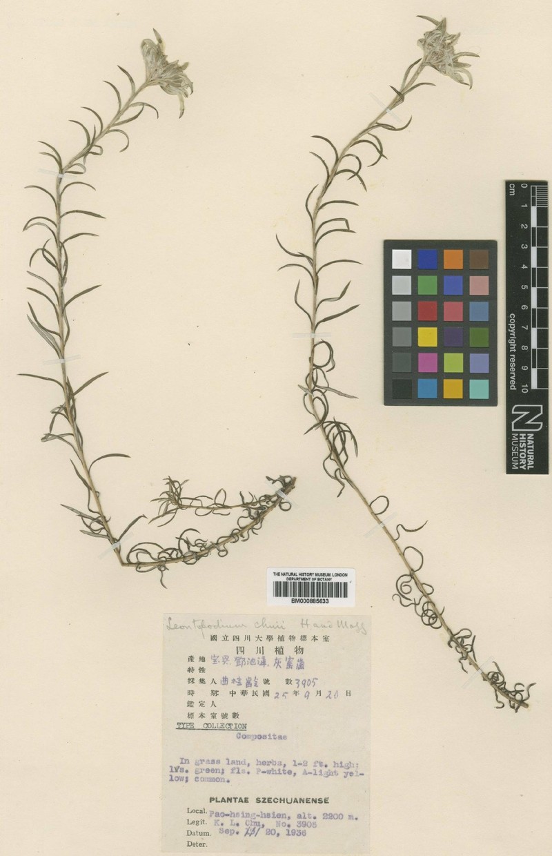 Leontopodium wilsonii photo 5