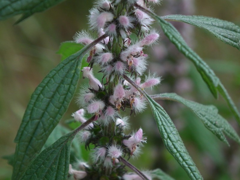 Common Motherwort photo 3