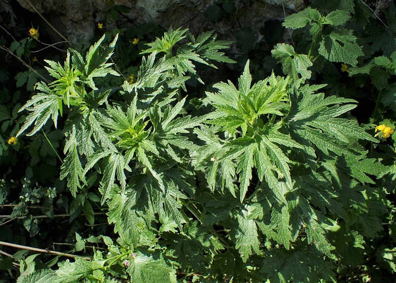 Common Motherwort photo 2