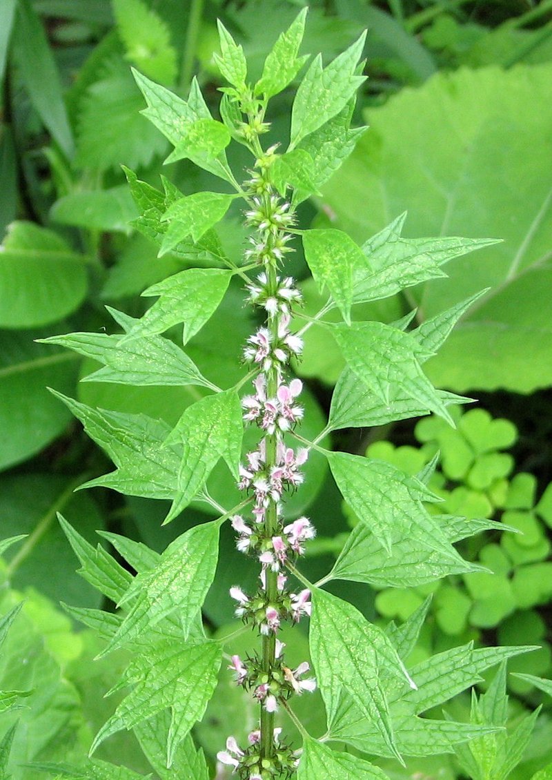 Common Motherwort