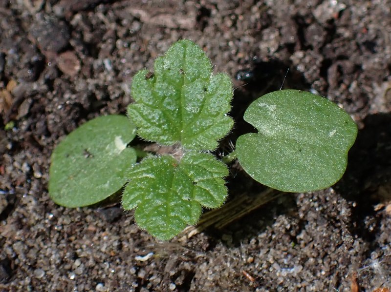 Common Motherwort photo 4
