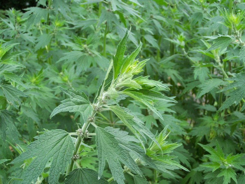 Common Motherwort photo 5