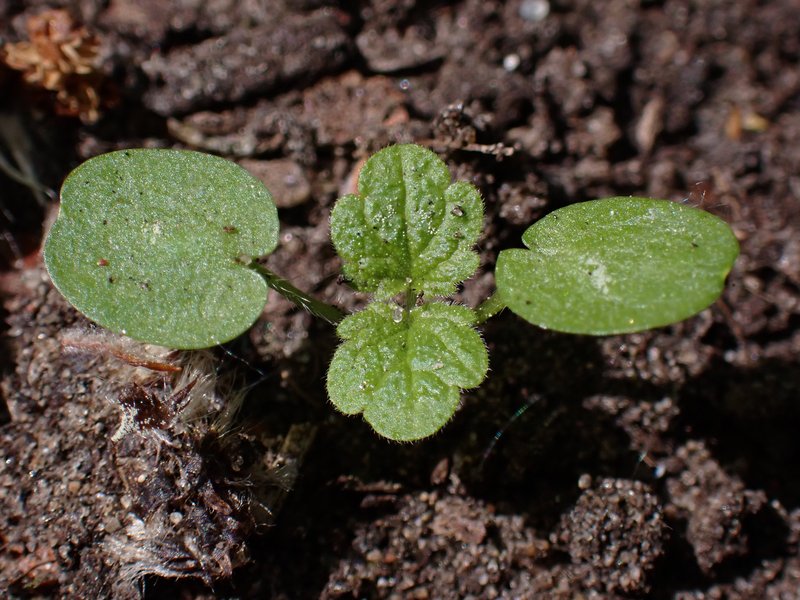 Common Motherwort photo 6
